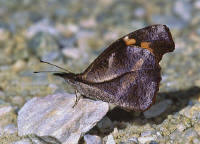 Libythea myrrha small - Learn Butterflies